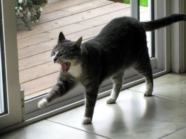 These Funny Animals