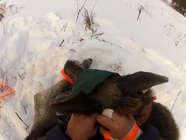Ungrateful Moose Calf Attacks Man Who Just Released Her into the Wild  (VIDEO)